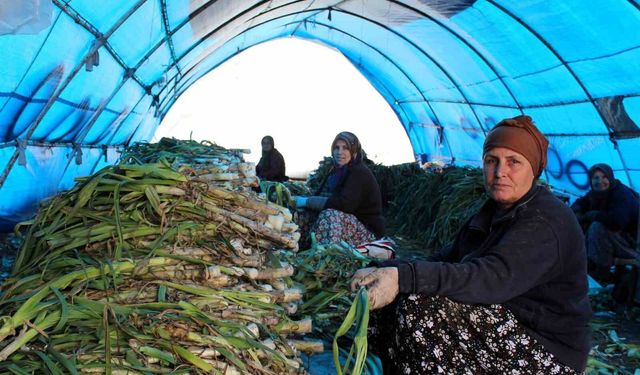 Lüleburgaz'da pırasa hasadı