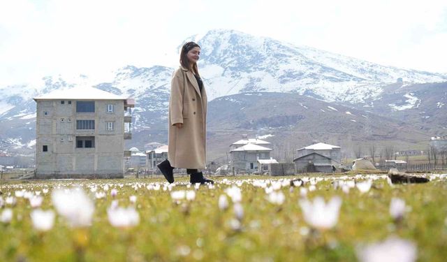 Muş Ovası'nda baharın habercisi çiğdemler açtı