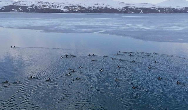 Nazik Gölü'nde buzlar çözüldü, ördeklerin dansı hayran bıraktı