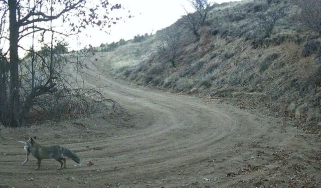 Nevşehir'de yaban hayatı fotokapan ile görüntülendi