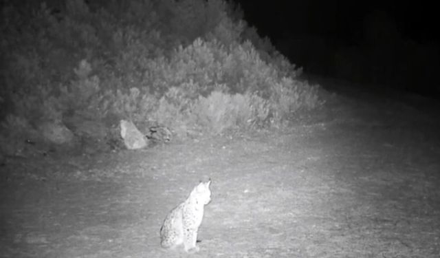 'Ormanın hayaleti' vaşak kamerada