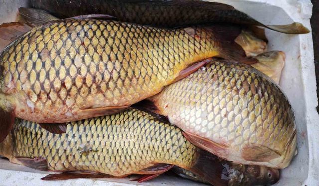 Ramazan ayında sazan balığına ilgi