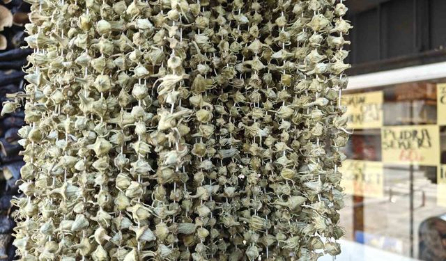 Ramazan'ın gözdesi bamya tezgahlarda