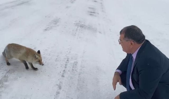 Sahara Geçidi'nde karşılaştığı tilkiye yiyecek verdi