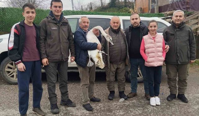 Sahil kenarında bulunan kuğu koruma altına alındı