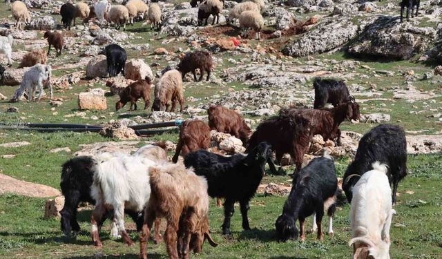 Şanlıurfa'da beyaz örtü yerini yeşil örtüye bıraktı, çiftçi ve besicinin yüzü güldü
