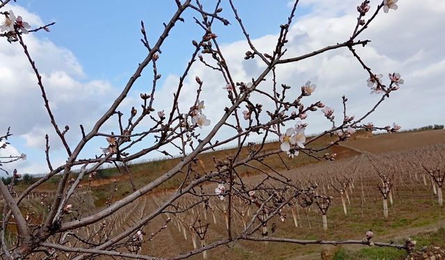 Sarıgöl'de badem ağaçları çiçek açtı