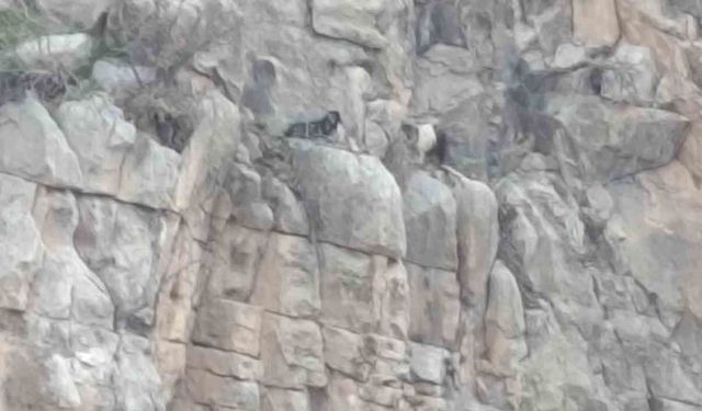 Siirt'te kayalıklarda 4 gündür mahsur kalan 2 keçi kurtarıldı