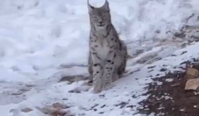 Şiran'da yerleşim alanında vaşak görüntülendi