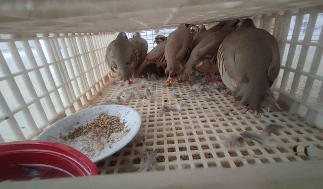 Şırnak'ta 40 adet kanatlı hayvan ele geçirildi