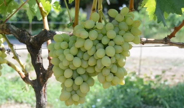 Tekirdağ'da 'Günışığı' üzümü tescillendi