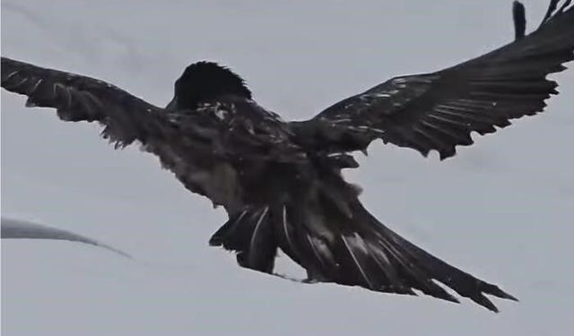 Tunceli'de karlı arazide kara akbaba görüntülendi