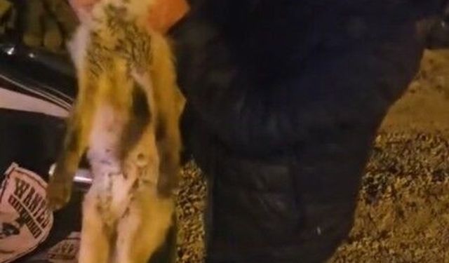 Yaralı tilki için seferber oldu