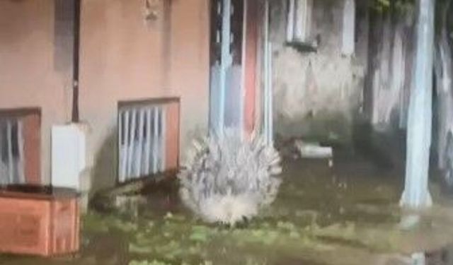 Yenipazar'da nesli tükenmekte olan oklu kirpi kameraya yansıdı