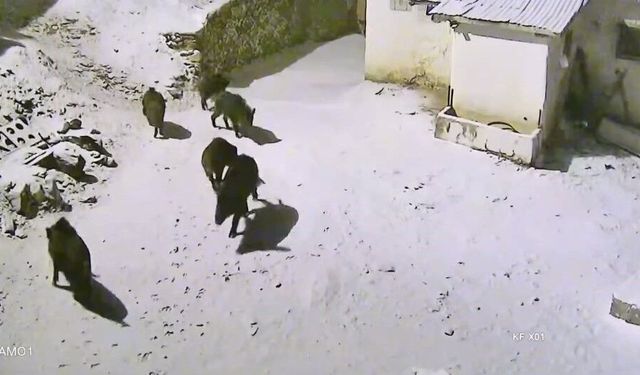 Yiyecek arayan domuz sürüsü köye indi