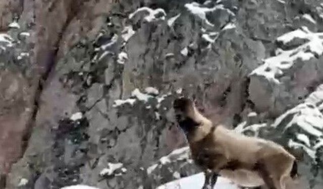 Aladağlar'da yaban hayatı görüntülendi