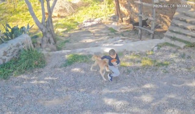 Antalya'da sahipsiz köpeğin saldırısına uğrayan 7 yaşındaki çocuk hastanelik oldu