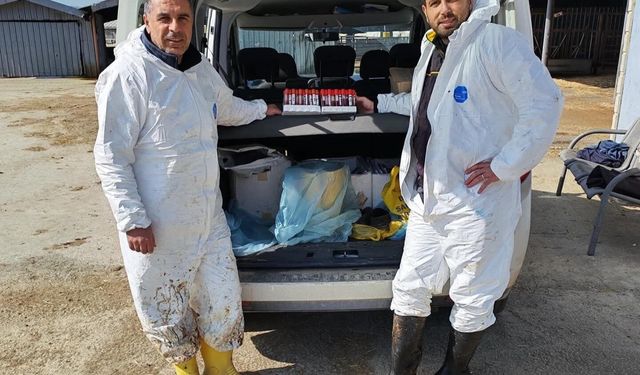 Ari işletmede tüberküloz ve brusella testi yapıldı