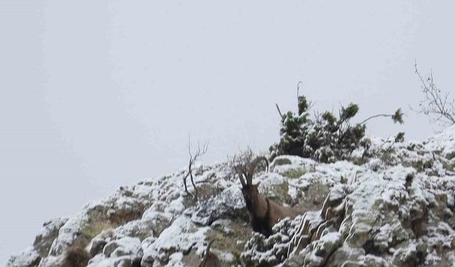 Av yasağı başladı