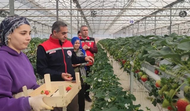 Aydın'da çilek hasadı başladı