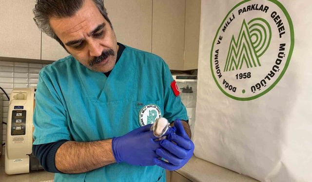 Balıkesir'de bitkin halde bulunan porsuk yavrusu koruma altına alındı