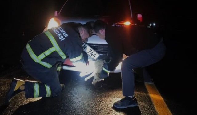 Batman'da çarpma sonucu aracın tamponuna sıkışan tilki kurtarıldı