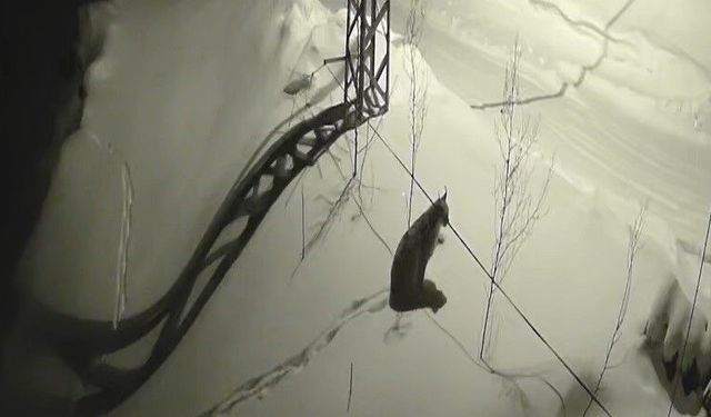 Bayburt'ta köye inen vaşak güvenlik kamerasında: Yol kenarında durup çevreyi izledi