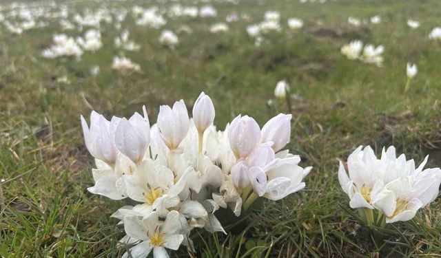 Bingöl'de baharın habercisi kardelenler yüzünü gösterdi
