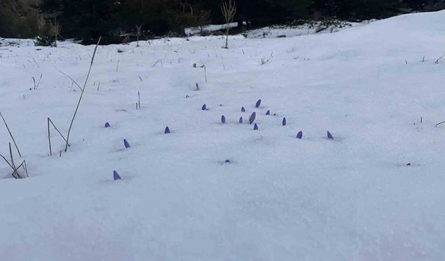 Bolu'da açan çiğdemler kar altında kaldı