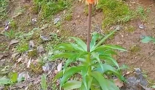 Bu çiçeği koparmanın cezası ikinci el araba fiyatını geçiyor