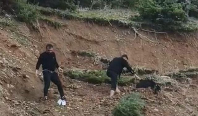 Çamura saplanan keçi son anda kurtarıldı