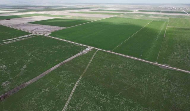 Çiftçilere hububata hastalık gelmeden erken müdahale uyarısı