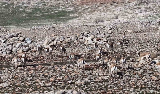 Cudi Dağında ceylan popülasyonu 165'e ulaştı