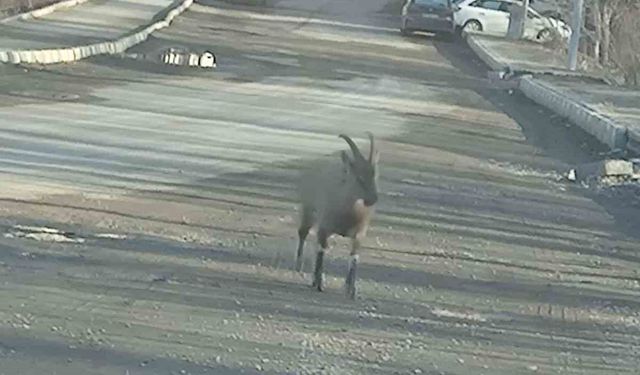 Dağ keçisi ilçe merkezine indi: Vatandaşları hayrete düşürdü