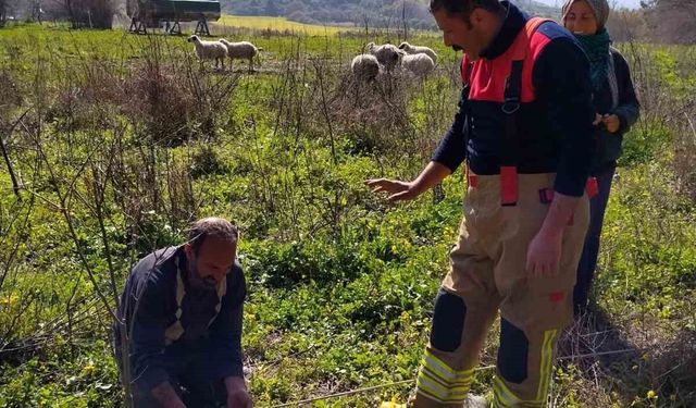 Defne'de kuyuya düşen kuzuyu itfaiye kurtardı