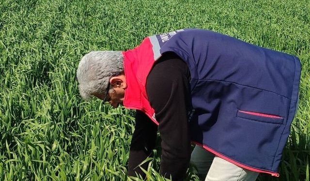 Didim'de hububat ekili araziler temiz çıktı