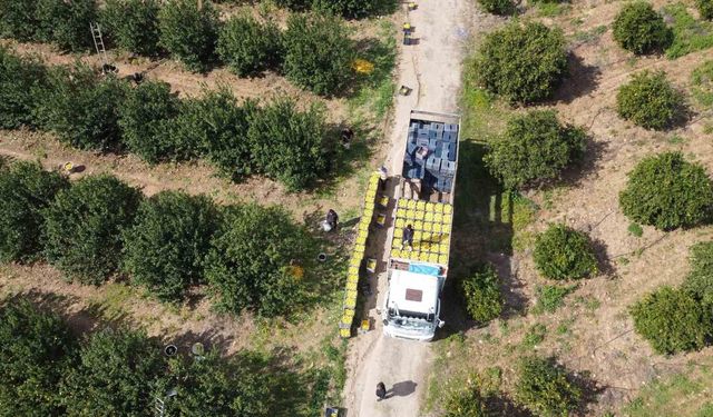 Dikenli limon üreticinin yüzünü güldürdü