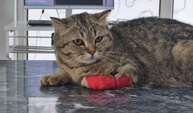 Düzce'den 342 ton ihraç edildi