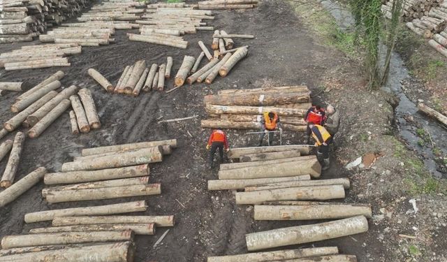 Düzce'den bin 909 ton orman ürünü ihraç edildi