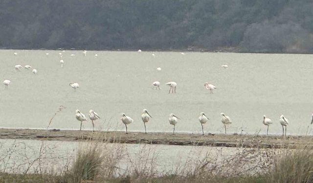 Eceabat Kaymakamı Kerem Yenigün'den Suvla Bölgesinde Doğa İncelemesi