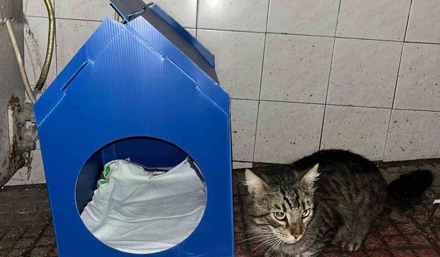 El emeğiyle yaptı, sokak kedilerine yuva oldu