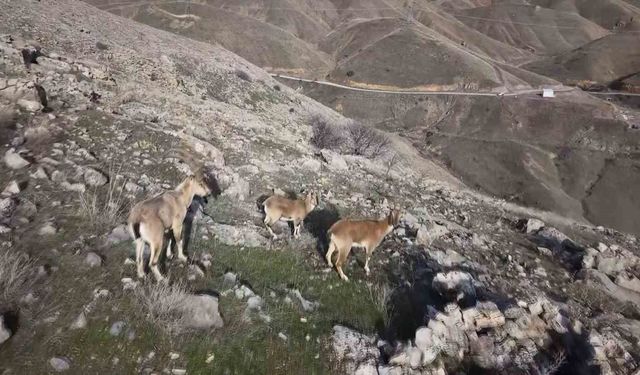 Elazığ'da dağ keçileri dron ile görüntülendi