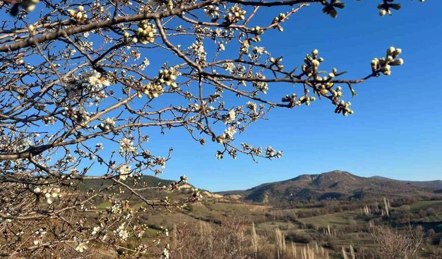 Emet'te badem ağaçları çiçek açtı