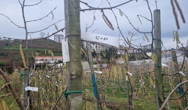 Fındıkta kozalak akarı verim kaybına yol açıyor