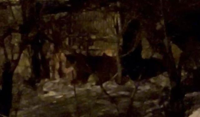 Hakkari'de aç ayılar mahalleye indi