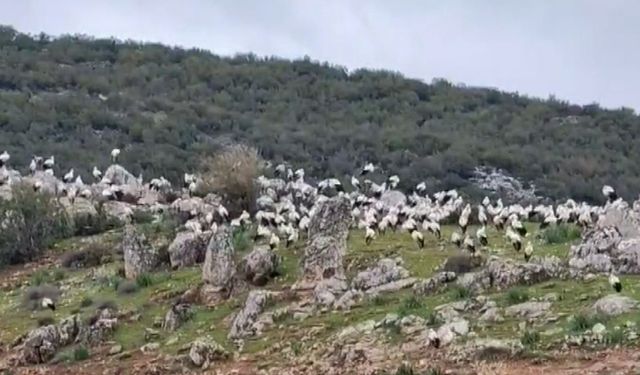 İslahiye'de leylek akını