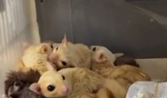 Isparta'da 33 şeker planörü ve 2 Arap tavşanı ele geçirildi