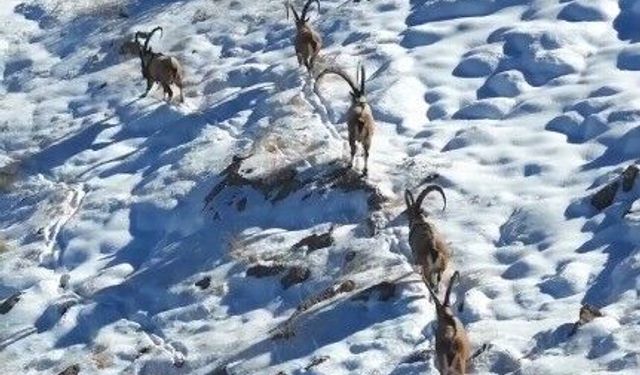 Kahramanmaraş'ta yaban keçileri görüntülendi