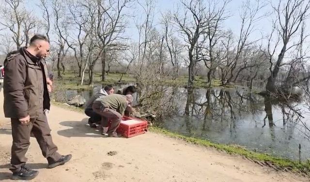 Karacabey Longozları'nda yaban hayatına özgürlük