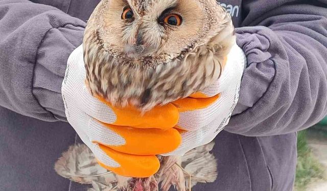 Karapınar'da yaralı baykuş tedaviye alındı